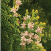 ý nghĩa hoa arborvitae