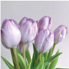 ý nghĩa hoa tulip