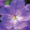 ý nghĩa hoa violet
