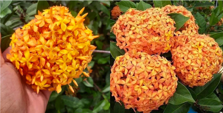 Hoa mẫu đơn cam thường có mùi hương thơm ngọt