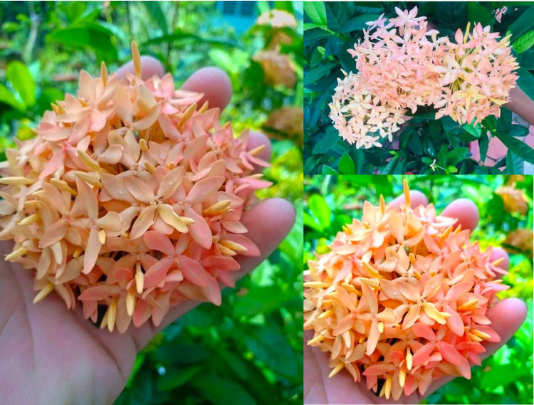 Hoa mẫu đơn hường là loại cây này rất dễ trồng