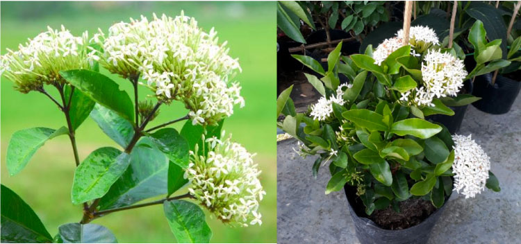 Lá hoa Trang trắng có hình dạng như lá trà, hoa màu trắng, nhỏ, cánh nhọn, mọc thành chùm