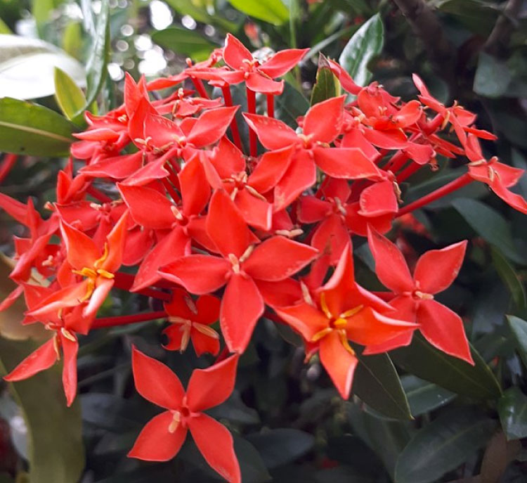 Trang son có thân nhỏ, mảnh, cao từ 0.6 - 2m