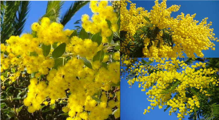 Hoa Mimosa là loại hoa phổ biến trên Đà Lạt