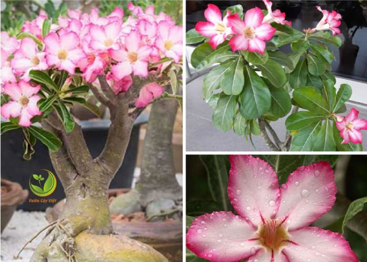 Hoa sứ Adenium Arabicum có hình dáng rất độc đáo với chiều cao từ 90cm – 3.5m