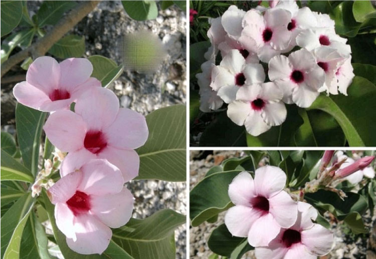 Hoa sứ Adenium Boehmianum là loài hoa sứ bản địa vùng Tây Bắc Namibia và Nam Angola