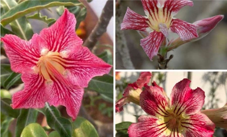 Hoa sứ Adenium Crispum khá đặc biệt, cánh hoa tròn, nở bung 5 cánh, có màu hồng nhạt chủ đạo