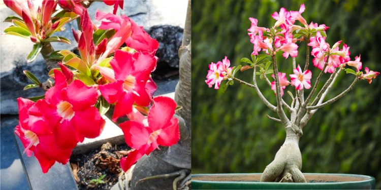 Hoa sứ Adenium Multiflorum có màu đỏ rực rỡ hơn, cán hoa thon và nhọn hơn