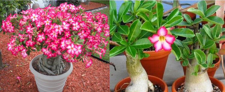 Adenium Obesum có nguồn gốc tại châu phi thích nghi tốt với điều kiện khô cằn, nóng bức