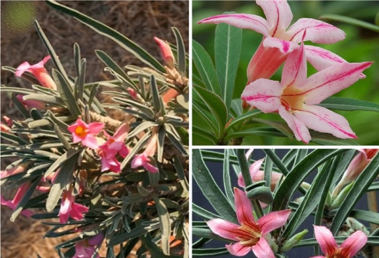 Hoa sứ Adenium Oleifolium có thân tương đối nhỏ, cành lá xum xuê, lá nhỏ hẹp, thon dài, màu xanh xám