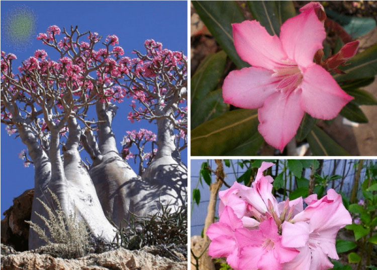 Hoa sứ Adenium Socotranum chỉ được tìm thấy ở đảo Socotra (Ấn Độ Dương), và đảo Socotra (Biển Ả Rập)