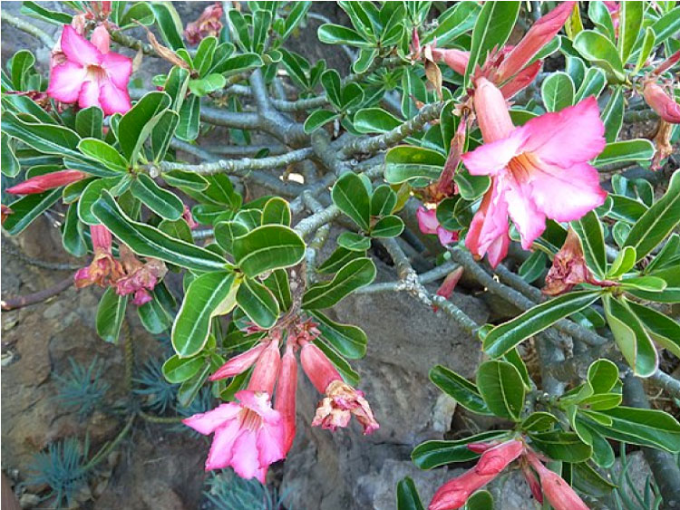 Sứ Adenium Swazicum này cây bụi nhỏ, cao dưới 1m, thân cây nhỏ, mềm hơn so với các giống khác