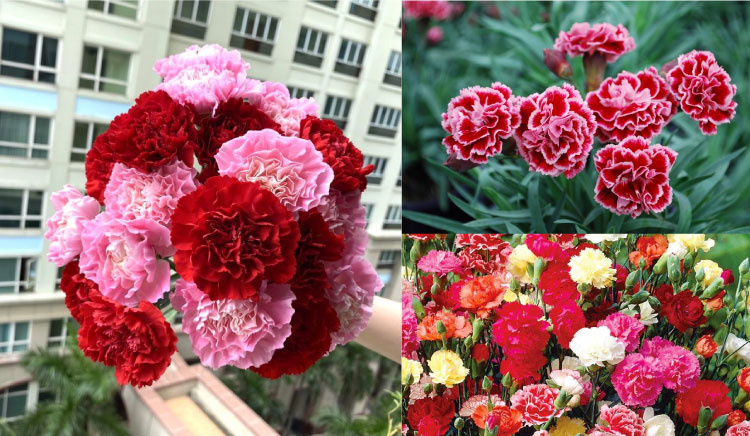 Hoa cẩm chướng - Đại diện cho những người sinh tháng 1