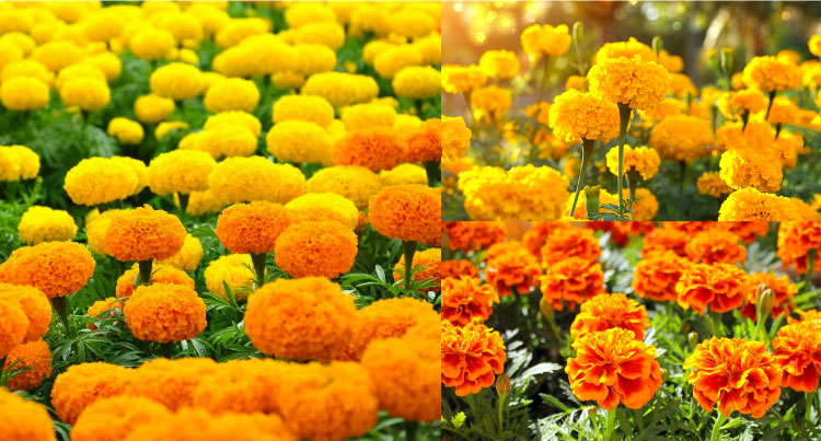 Hoa cúc vạn thọ