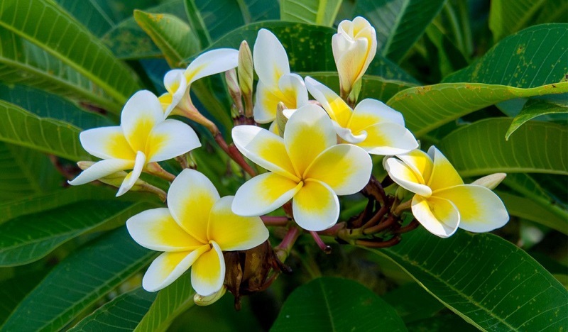 hoa đại (hoa sứ)