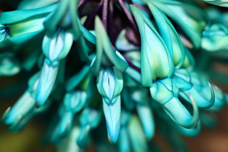 hoa jade vine