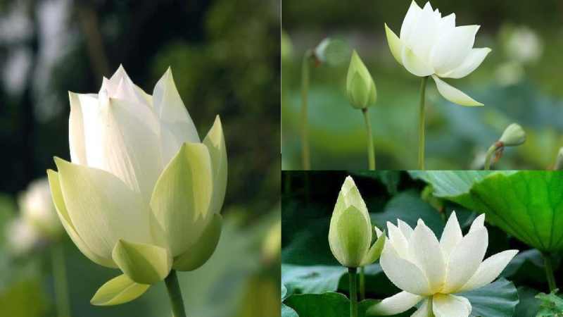 Hoa sen trắng tượng cho cho sự ra đi thanh thản
