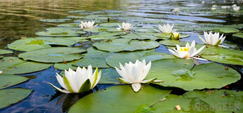 hoa súng trắng