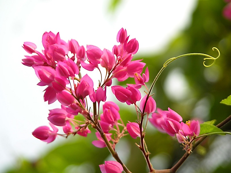 hoa tigon