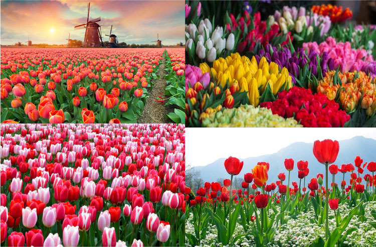 Hoa tulip