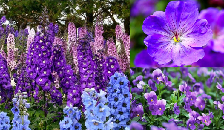 Hoa violet