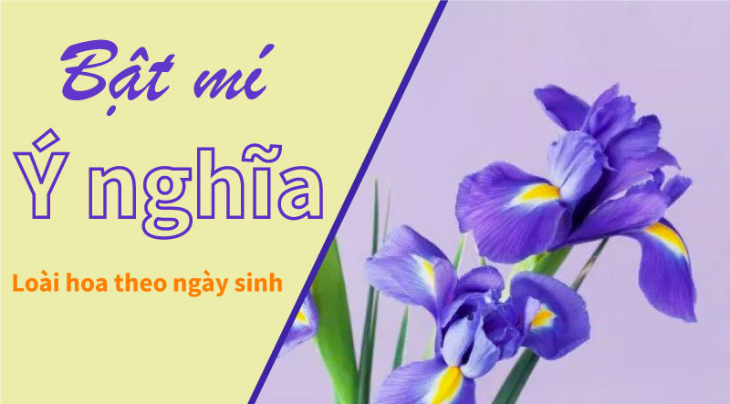 Loài hoa đại diện cho ngày sinh nhật