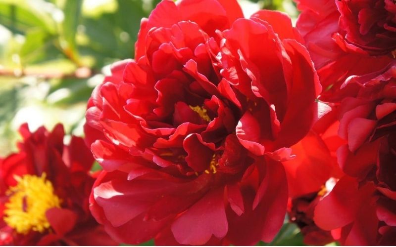 Chế độ ánh nắng và ánh sáng khi trồng hoa mẫu đơn