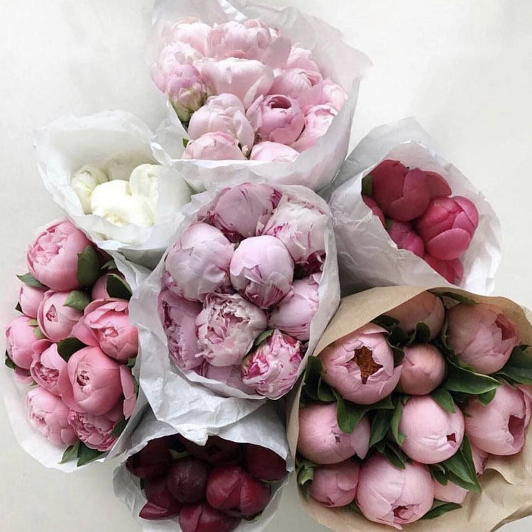 cách cắm hoa mẫu đơn đẹp, tươi lâu, đơn giản