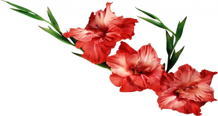 Hoa lay ơn đỏ