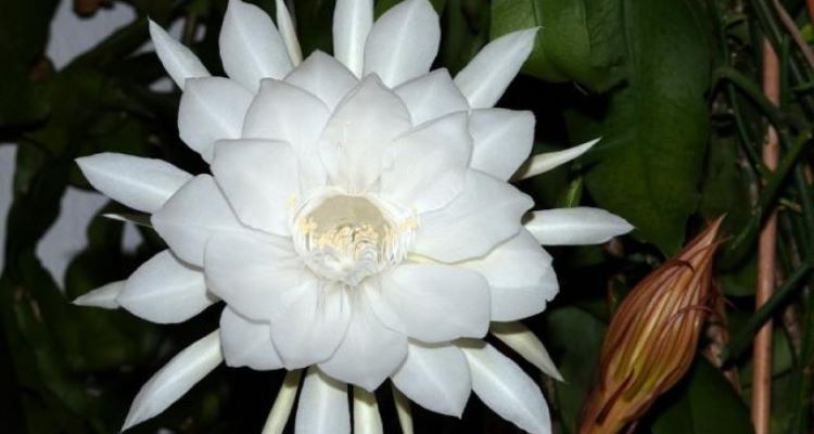 ý nghĩa hoa quỳnh trắng