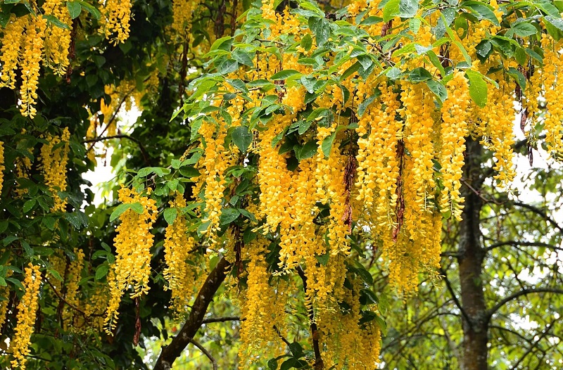 Hoa tử đằng vàng đẹp mê ly