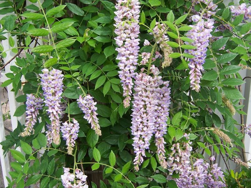 Hoa tử đằng trồng ở Việt Nam