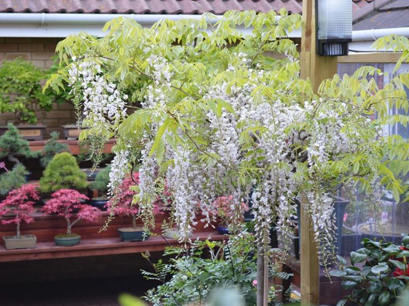 Hoa tử đằng tượng trưng cho tình yêuHoa tử đằng tượng trưng cho tình yêu