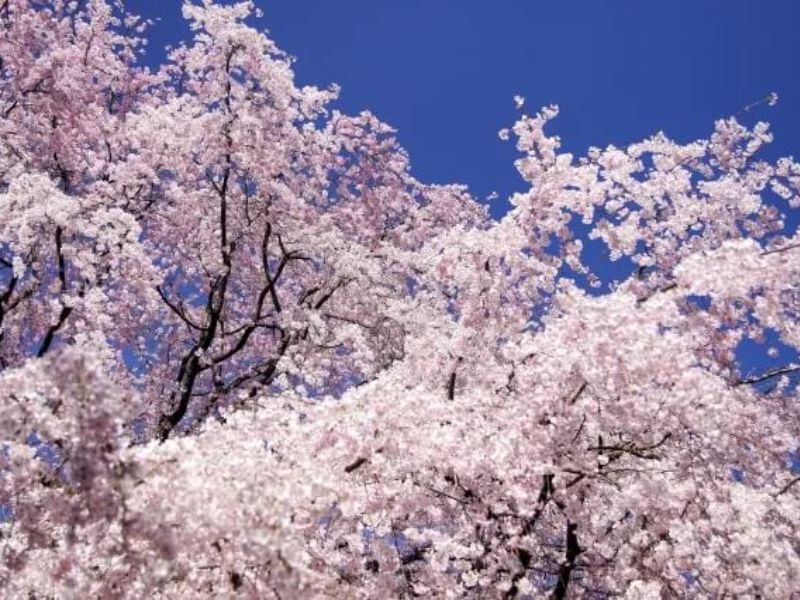 Hoa Shidare zakura