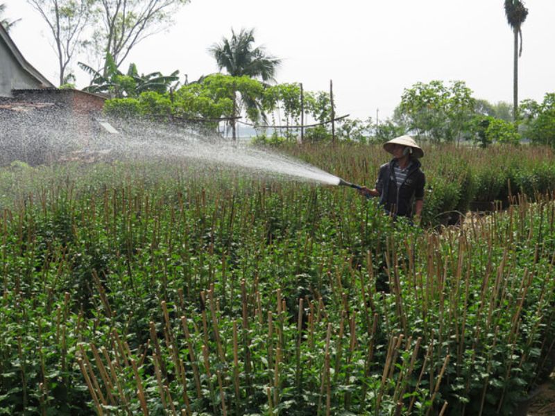 Hoa cúc trắng nên được gieo trồng vào mùa xuân
