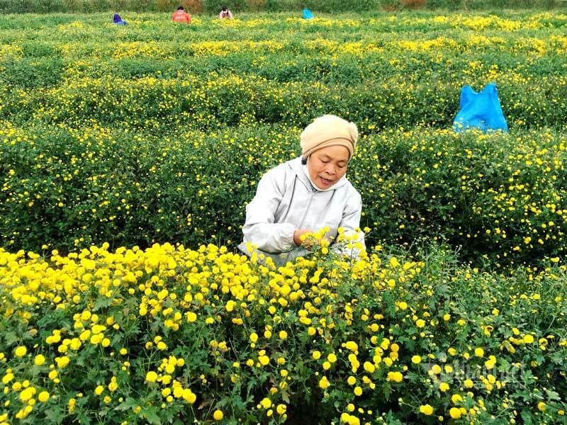Hoa cúc là loài hoa thích nghi được với mọi điều kiện thời tiết