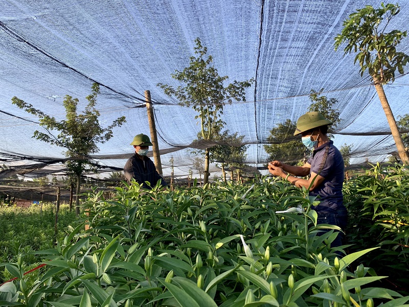 Hướng dẫn trồng và chăm hoa lily