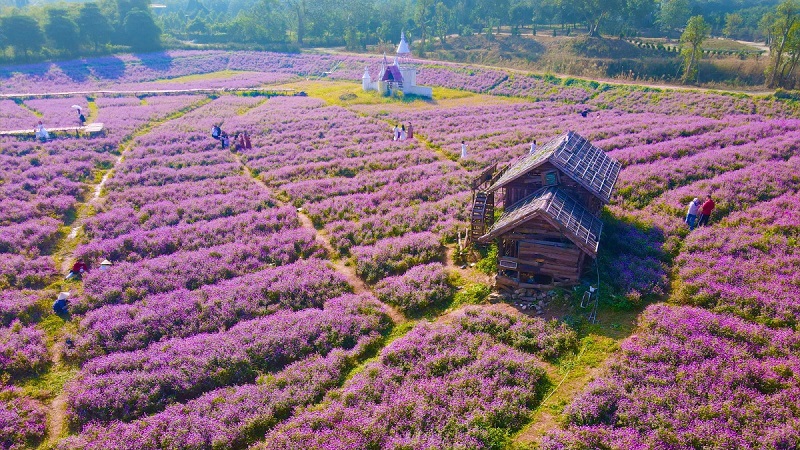 Cánh đồng hoa cúc bách nhật màu tím mộng mơ