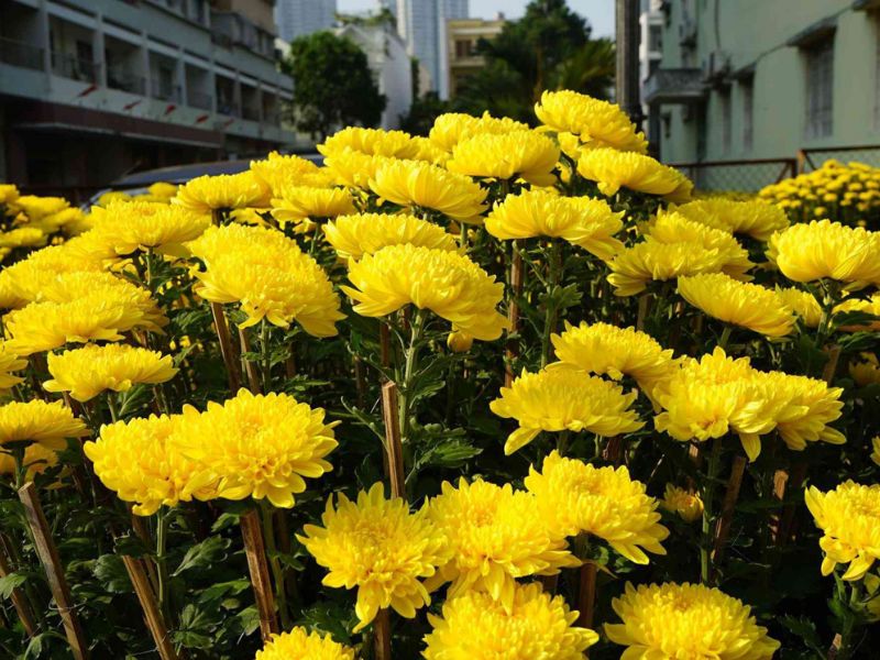 Hoa cúc đại đóa nở rộ