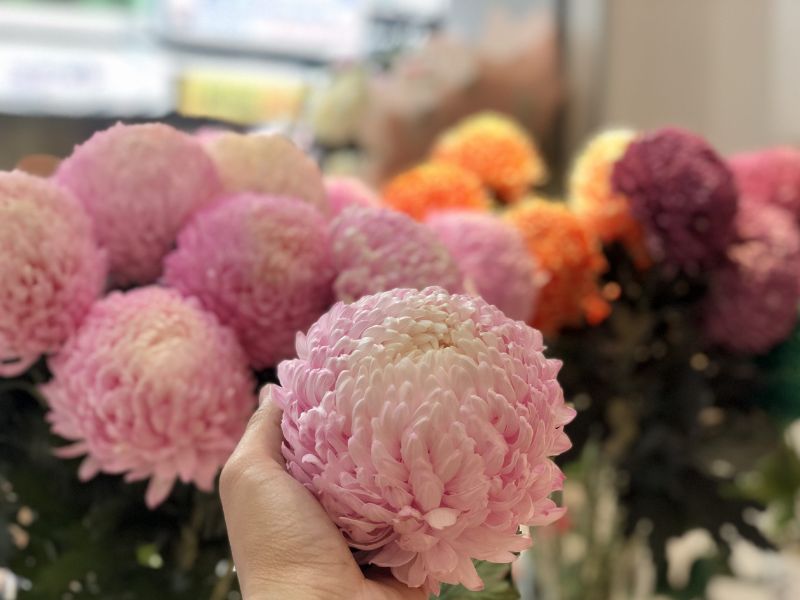 Hoa cúc mẫu đơn màu hồng nhạt
