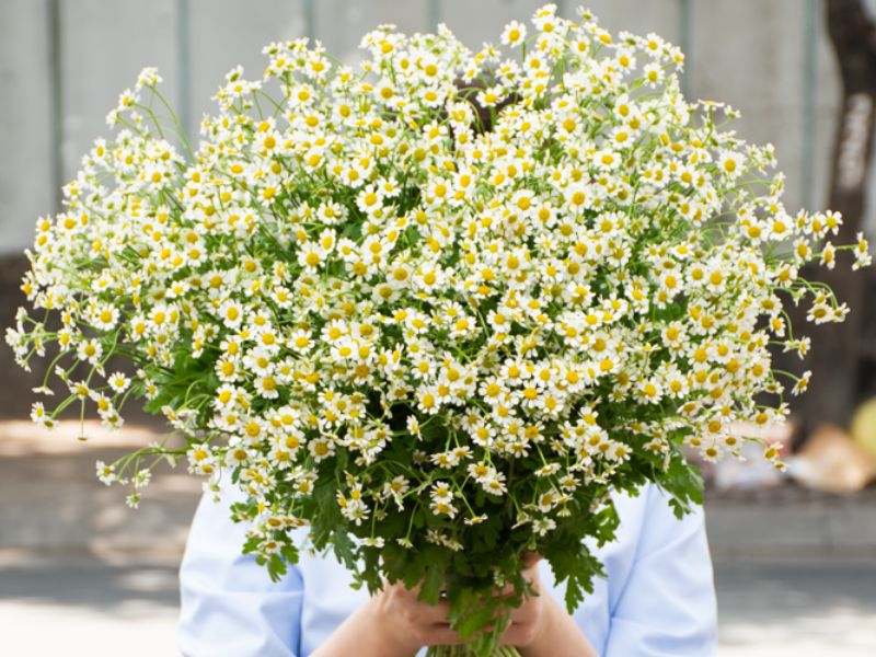 Cúc tana được nhiều người yêu thích