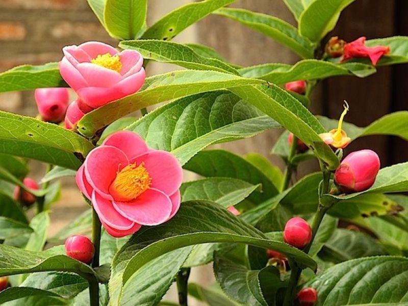 Hoa hải đường có mùi thơm đặc trưng
