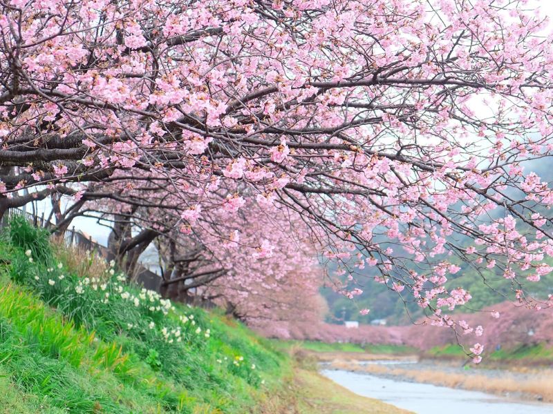 Hoa anh đào bung nở rực rỡ