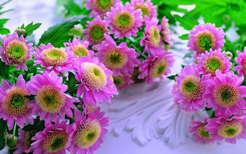 Hình ảnh hoa cúc đẹp mê hồn
