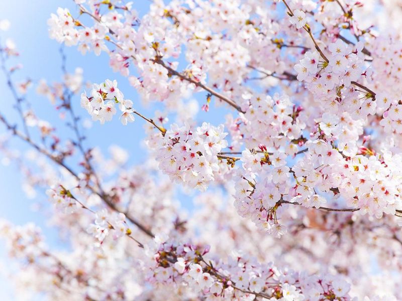 Những bông hoa sakura màu trắng, nhụy vàng