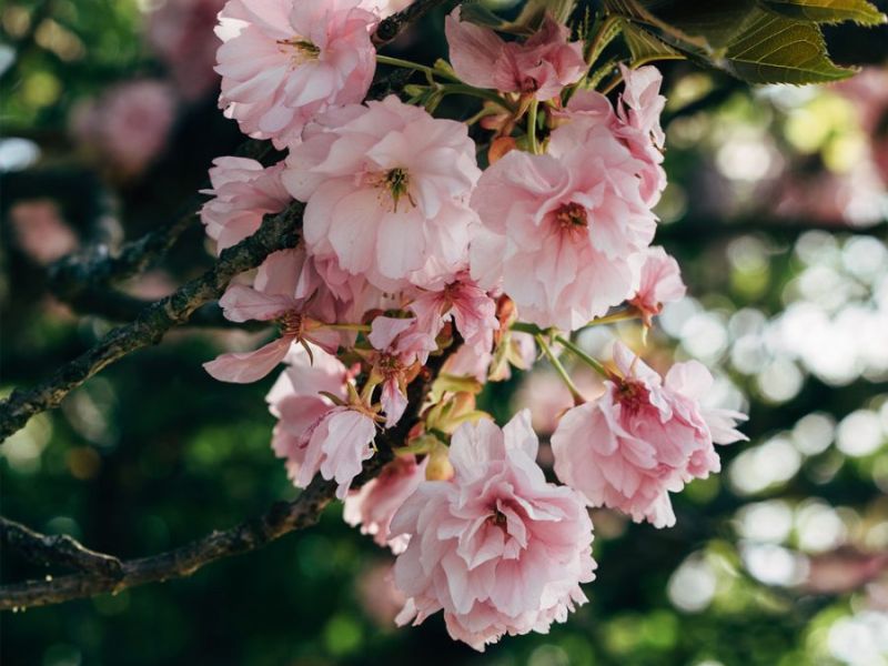 Hoa anh đào sakura Yaezakura