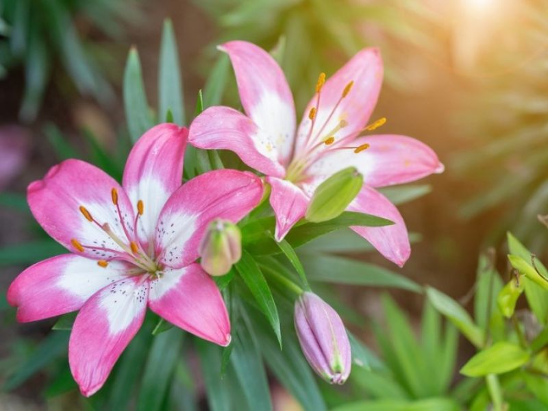 Hoa thơm OR có độ tươi lâu nhất so với các loại ly khác