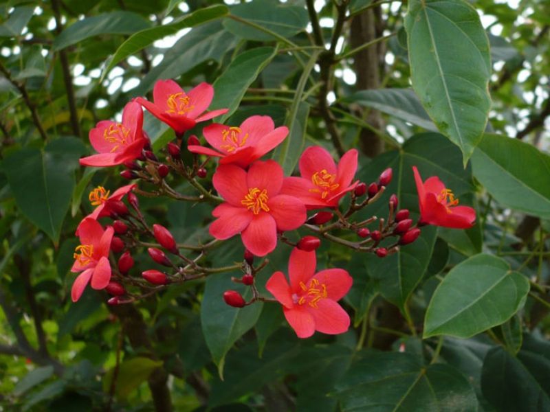 Hoa hồng mai đẹp mê hồn