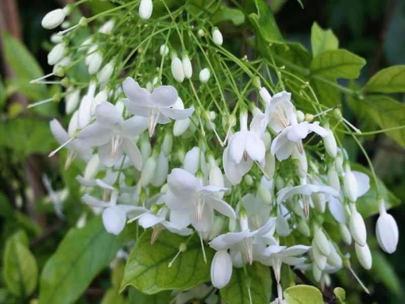 Hoa mai chiếu thủy với hình dáng độc đáo