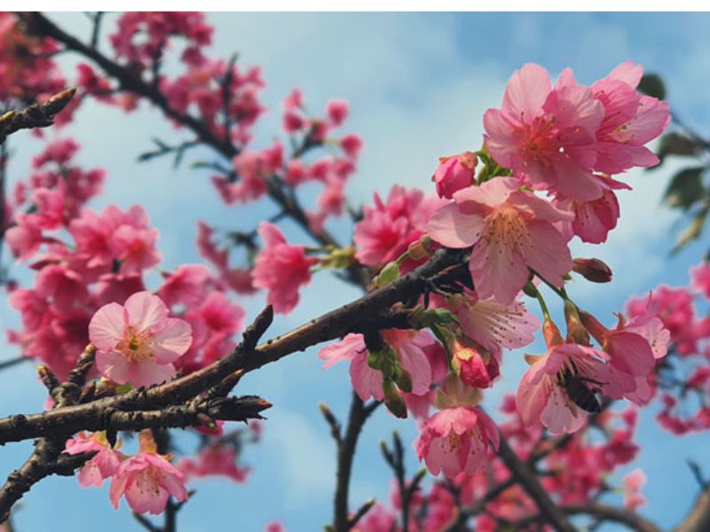 Tín hiệu báo mùa xuân đã về